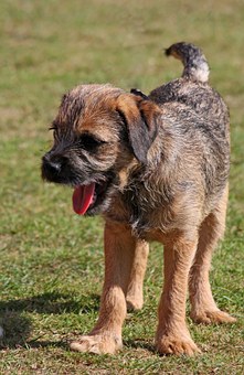 Dog Behavior Problems Solved