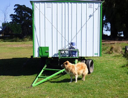 Dog Boarding: Ultimate Solution To Your Worries
