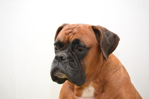 Why You Must Hire Dog Walkers/dog Sitters?
