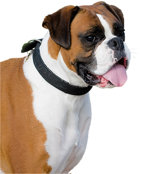 How To Clean Your Dog Leash