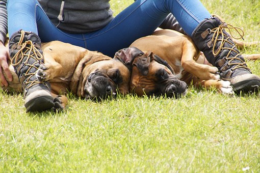 The Benefits Of Training Your Dog