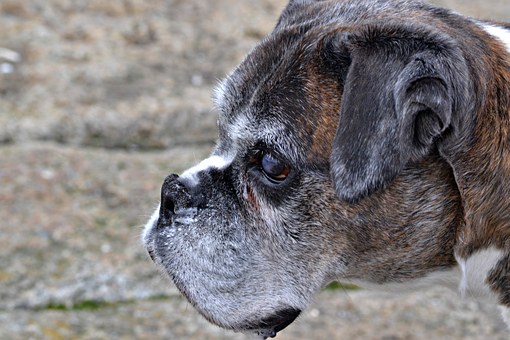 Papatek Launched Dog Training Products and Accessories Online