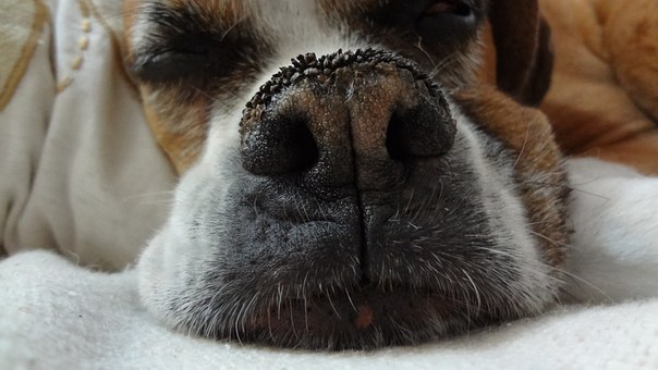 Do You Know These Dog Care Tips?