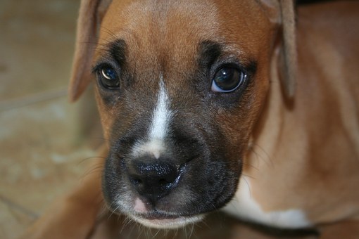 Tips To Control The Excess Barking Of Your Dog