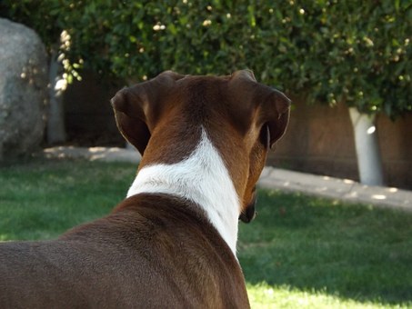 How Is Editing Like Grooming a Dog?