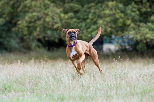 Things To Do To Prevent Your Dog From Biting