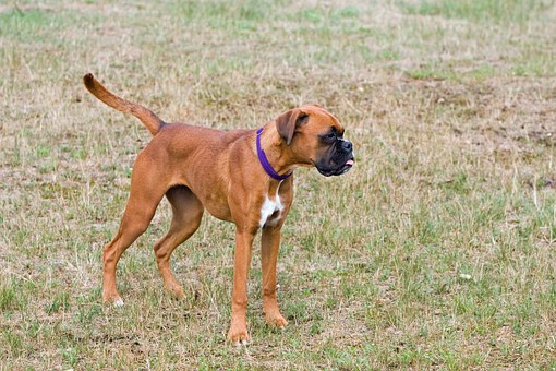 Two Dogs On One Leash With Ease
