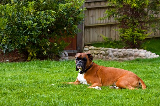 Determining the responsibility in case of dog bite injuries