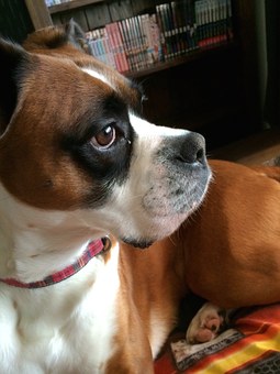 Get Mates To Develop The Dog For A Second Time . . . Particular Manage! Obtain A Former Mate Close F