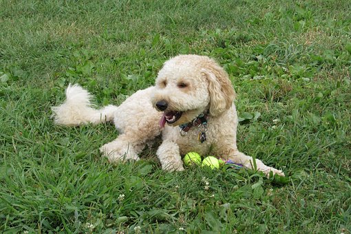 Working With Dogs
