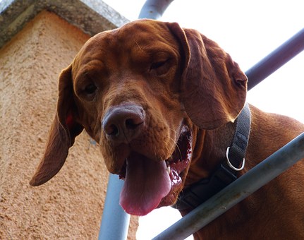 The Barking Dog Collar Corrects Dogs Incorrect Habits