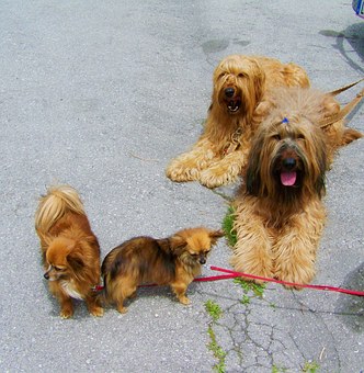 Dog Beds For Your Dogs Good Night Sleep