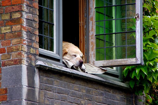 How To Quickly Stop Dog Barking