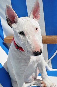 Buying Vet Flea Products For Dogs Online
