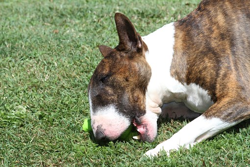 Curing Dog Behaviour Problems