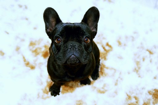 Tips On How To Take Care Of Your Dog