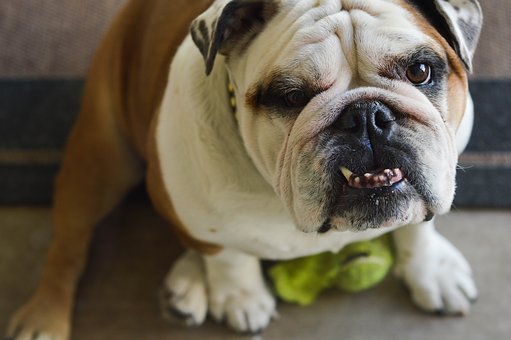 Watch Butler Bulldogs vs Florida Gators Online via PC Free