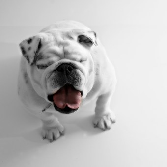 Glucosamine HCL vs Glucosamine Sulfate - Which is better for a dog's joints?