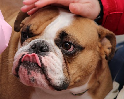 Giving Your Online Ads The Focus They Require To Achieve Top Dog Status In The Current Economic Clim