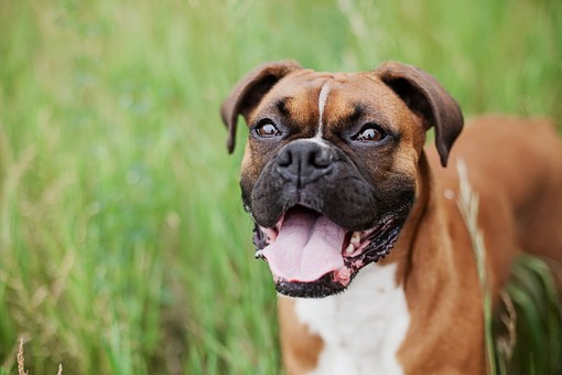 Adopting A Dog