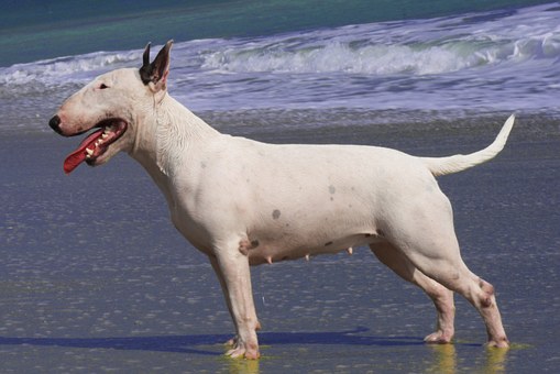 Pet Dog Insurance - Comparing Pet Dog Insurance Plans