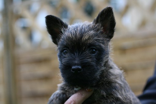Belgian Sheepdog - Facts You Must Know Before Adopting Belgian Sheepdog