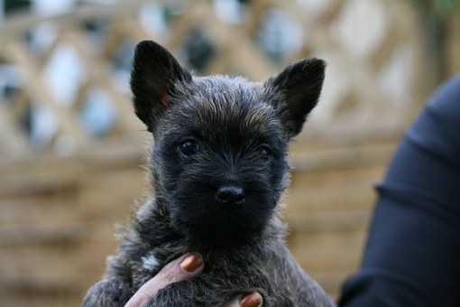 Dog Insurance Uk - Finding The Best Uk Dog Insurance