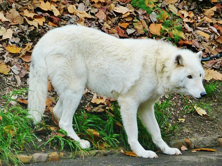Cheap Dog Insurance - Is Cheap Dog Insurance Your Best Option?
