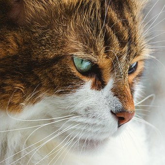 Should You Get Pet Insurance For Your Dog Or Cat?