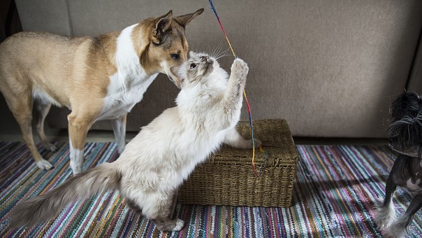 Keeping Your Dog Entertained While You're Away