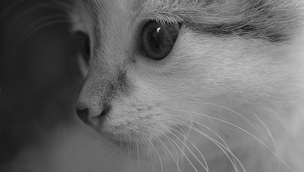 Dog Cancer Things To Watch For In Your Dog