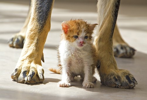 Why Should You Groom Your Dog?