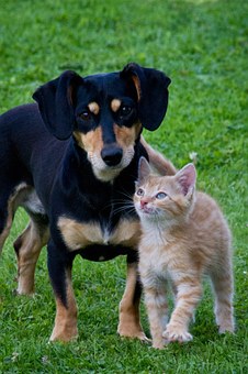 Don't Catch A Disease From Your Dog