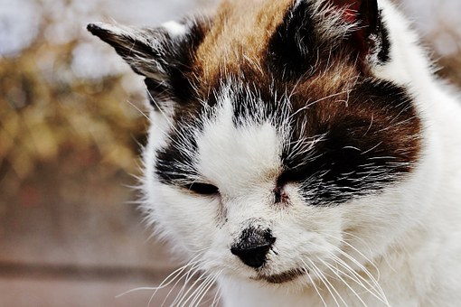 Why Should People Consider Dogs For Sale?