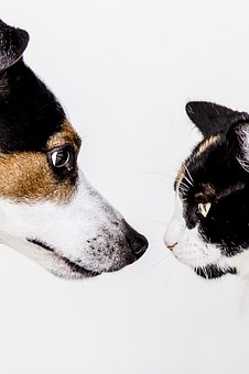 Do Not Walk Your Dog Without Toting Dog Poop Bags