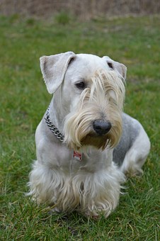 Why Punishment Is No Way To Train A Dog