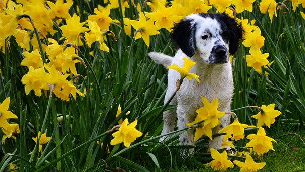 How To Train Your Dog's Brain