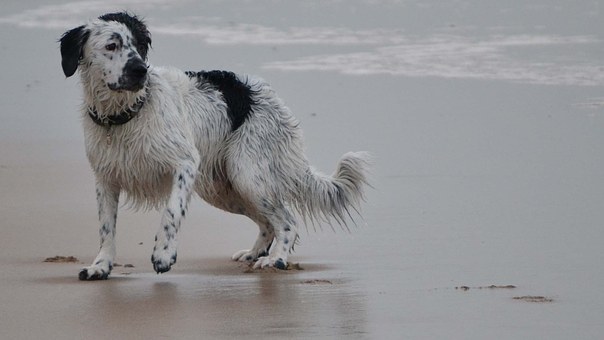 Deciding Whether to Do Euthanasia for the Dog