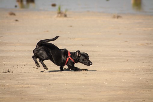 How To Help Your Dog Lose Weight