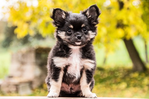 Barking Dog Collar In Dog Training