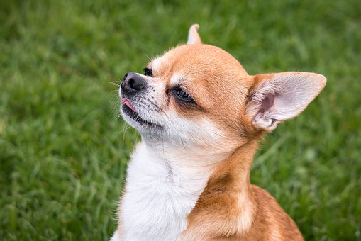 Socialize Your Dog By The Dog Training Collar