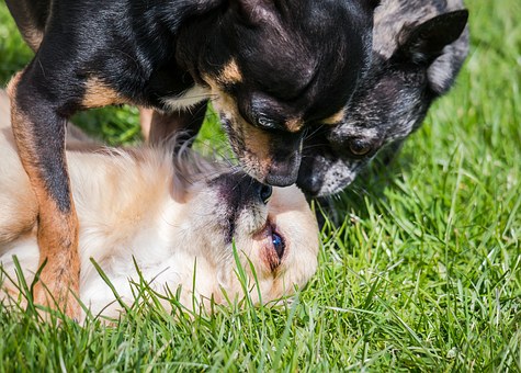 How To Choose A Professional Dog Trainer