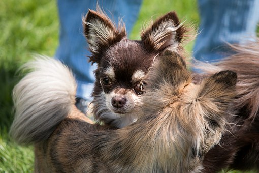 The True Cost of Owning a Dog