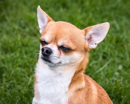 You Can Find The Best Dog Treats For Your Dog Online