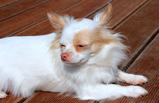 Dog Glucosamine