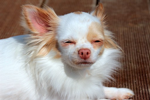 Dog Scratching 101 - How To Help Your Pooch... Defeat The Itch!