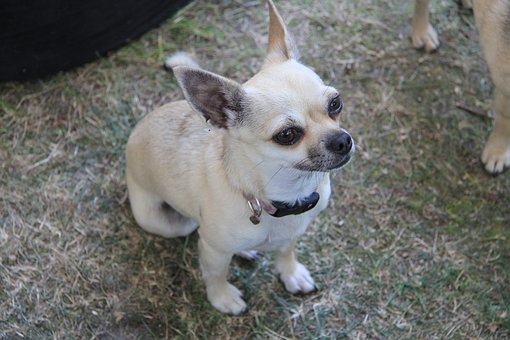BarkOff - Control Neighbor's Barking Dog