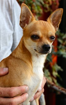How Can Dog Insurance Help You Financially