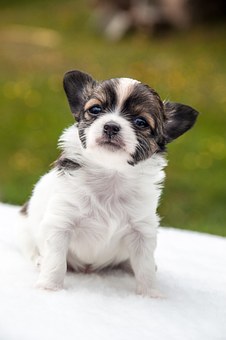Invest $100 Dollars in Dog Collars and Double Your Money Selling Them Online