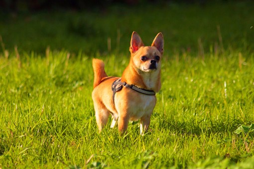 All about Feminized Doggies Nuts Seeds